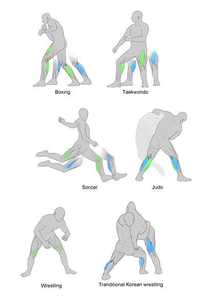 다양한 스포츠 카테고리의 선수들이 최대파워와 평균파워에 도달하는 데 관여하는 주요 근육. 파란색은 최대파워, 녹색은 평균파워로 표시됐다.