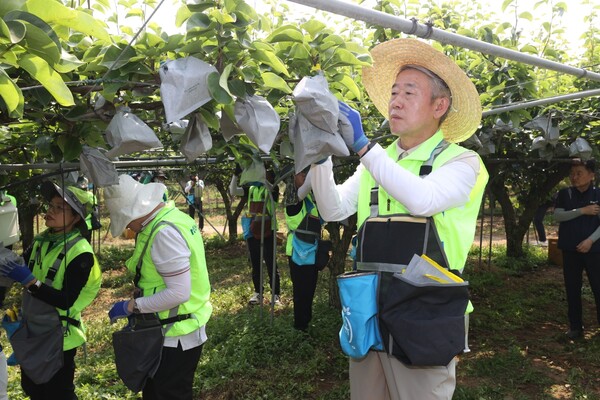 강호동 농협중앙회장이 경기도 안성 배 농가를 방문하여 배봉지 씌우기를 하며 일손을 보태고 있다. 사진=농협중앙회