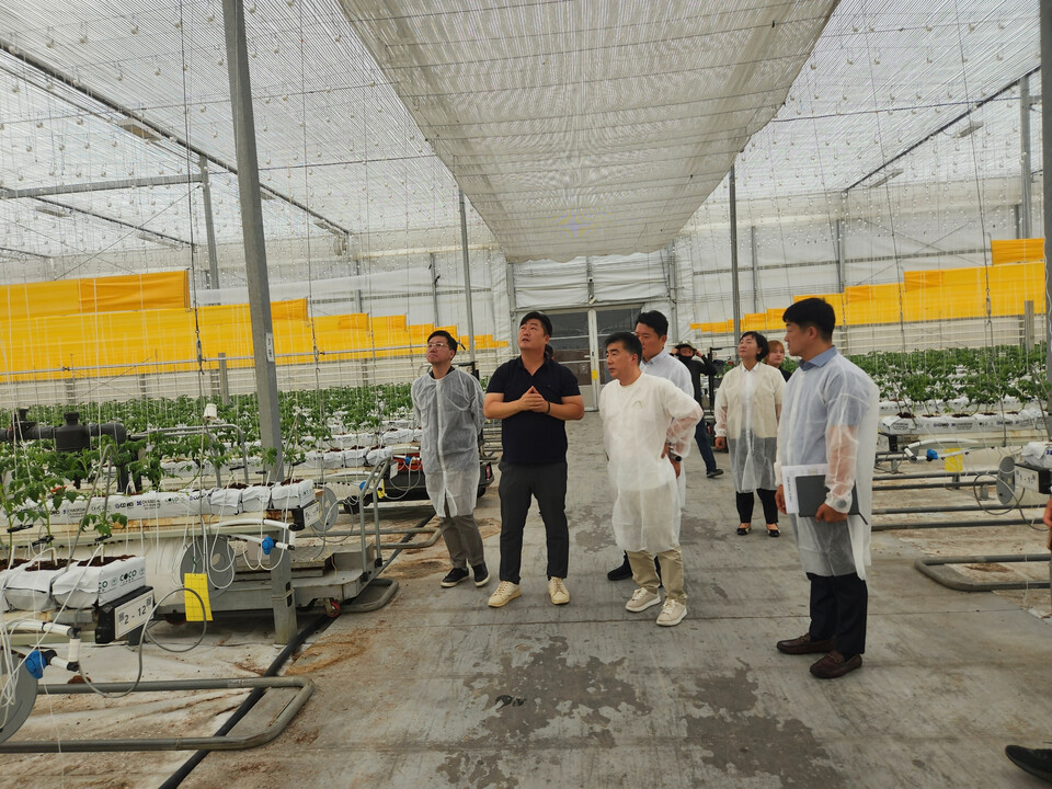 백남성 NH농협은행 농업·공공부문 부행장이 농업회사법인 팜팜(주)를 방문해 스마트팜 이후 토마토 재배에 대한 이야기를 하고 있다. 사진=NH농협은행